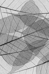 Nanci Hellmuth photograph called Framework of leaf skeletons